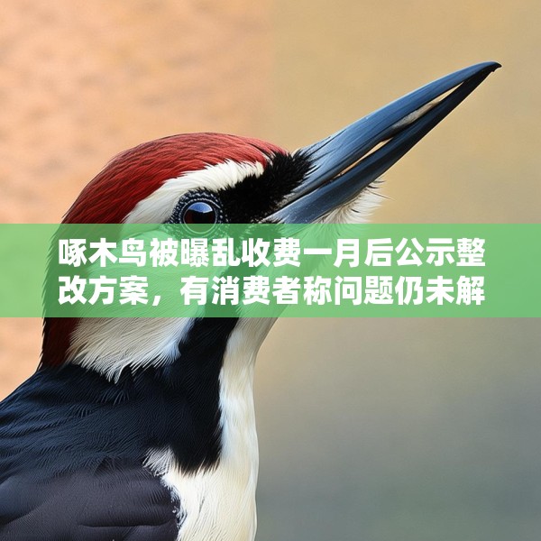 啄木鸟被曝乱收费一月后公示整改方案，有消费者称问题仍未解决